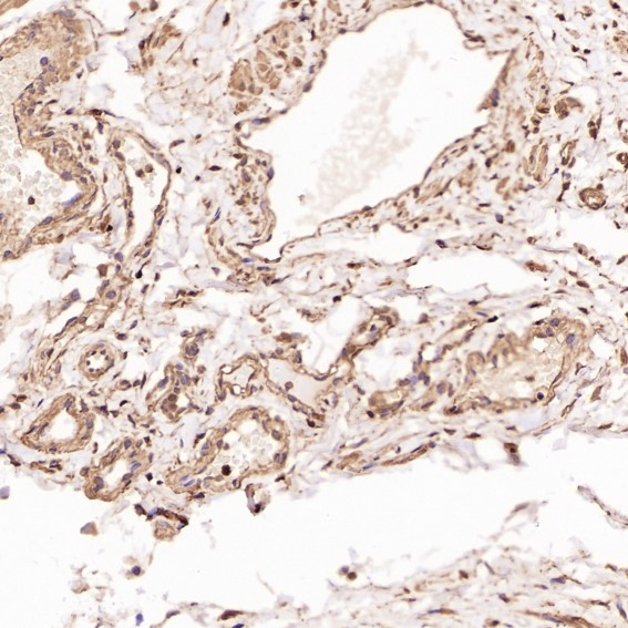 m00227 ihc9