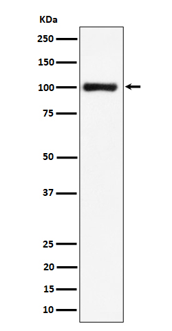 Western blot analysis of Nucleolin expression in HeLa cell lysate
