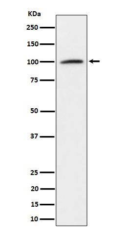Western blot analysis of Nucleolin expression in K562 cell lysate