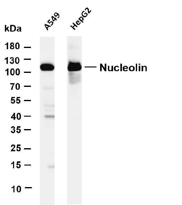 Various whole cell lysates were separated by 4-20% SDS-PAGE, and the membrane was blotted with anti-Nucleolin antibody