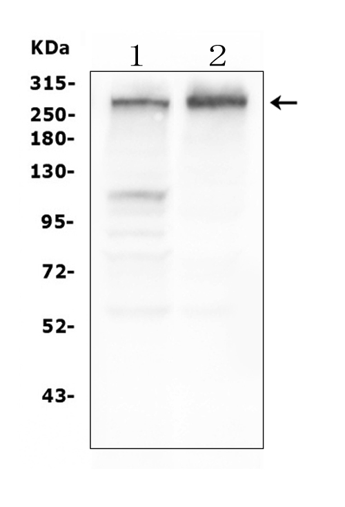m00229 1 tsc2 primary antibodies wb testing 1_1