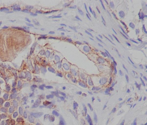m00229 ihc