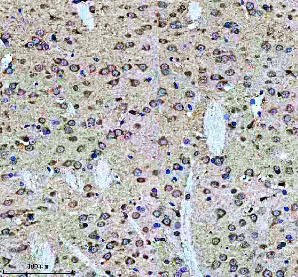 m00229s939 p tsc2 primary antibodies ihc testing 4