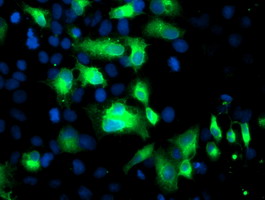 Anti-FGFR2 mouse monoclonal antibody (M00231-1) immunofluorescent staining of COS7 cells transiently transfected by pCMV6-ENTRY FGFR2