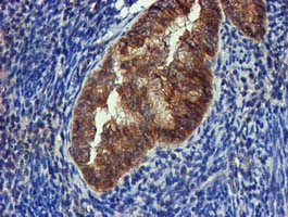 m00231 1 anti fgfr2 mouse monoclonal antibody clone id oti3f8 ihc testing 6