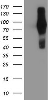 m00231 1 anti fgfr2 mouse monoclonal antibody clone id oti3f8 wb testing 1