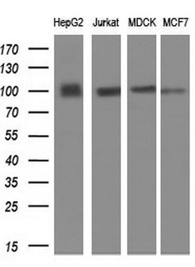 m00231 1 anti fgfr2 mouse monoclonal antibody clone id oti3f8 wb testing 2