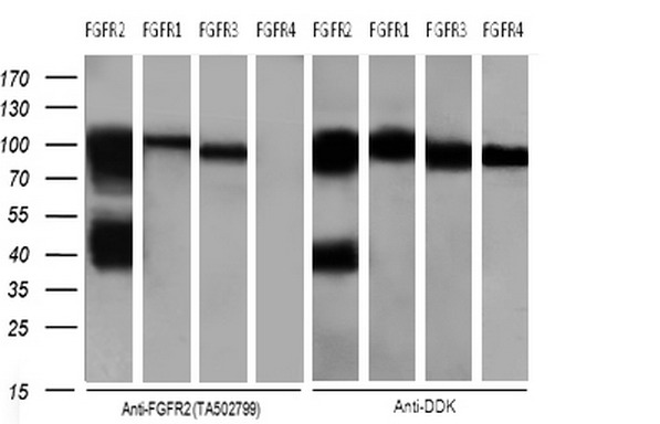 m00231 1 anti fgfr2 mouse monoclonal antibody clone id oti3f8 wb testing 3
