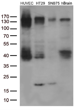 m00231 1 anti fgfr2 mouse monoclonal antibody clone id oti3f8 wb testing 4