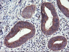 m00231 2 anti fgfr2 mouse monoclonal antibody clone id oti5c5 ihc testing 5