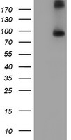 m00231 2 anti fgfr2 mouse monoclonal antibody clone id oti5c5 wb testing 1