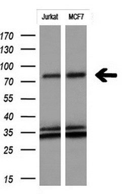 m00231 2 anti fgfr2 mouse monoclonal antibody clone id oti5c5 wb testing 2