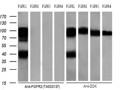 m00231 2 anti fgfr2 mouse monoclonal antibody clone id oti5c5 wb testing 3
