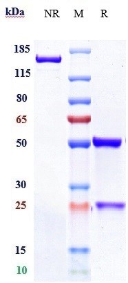 Anti-FGFR2/CD332 Reference Antibody (aprutumab) on SDS-PAGE under reducing (R) condition