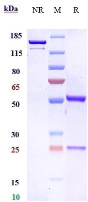 Anti-FGFR2/CD332 Reference Antibody (bemarituzumab) on SDS-PAGE under reducing (R) condition