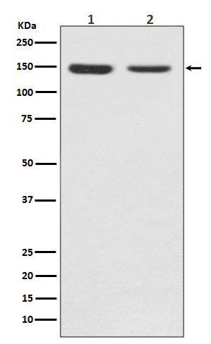 m00231 wb