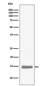Western blot analysis of Hemoglobin subunit alpha expression in K562 cell lysate