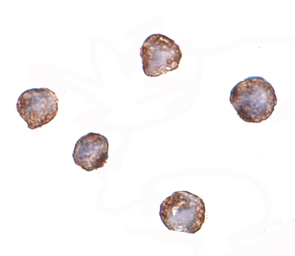 m00234 1 xbp1 primary antibodies icc testing 2