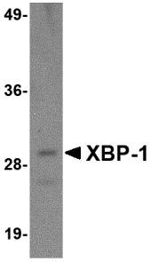 m00234 1 xbp1 primary antibodies wb testing 1