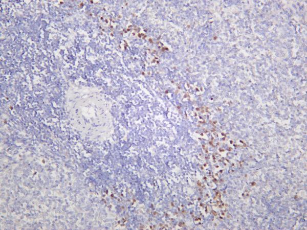 Rat spleen was stained with anti-XBP1 rabbit antibody