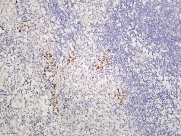 Mouse spleen was stained with anti-XBP1 rabbit antibody