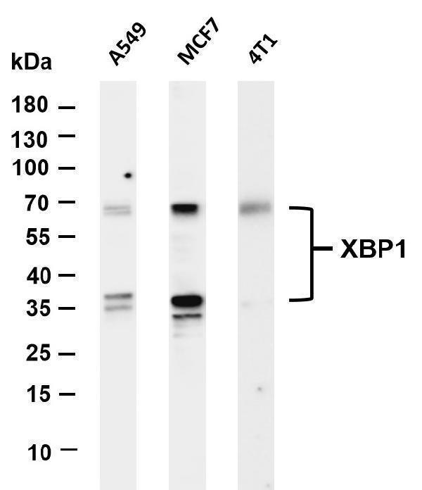 Various whole cell lysates were separated by 4-20% SDS-PAGE, and the membrane was blotted with anti-XBP1 antibody