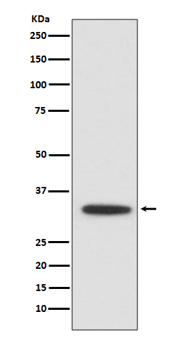 Western blot analysis of XBP1 expression in Jurkat cell lysate