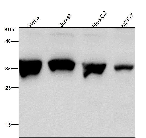 All lanes use the Antibody at 1:1K dilution for 1 hour at room temperature