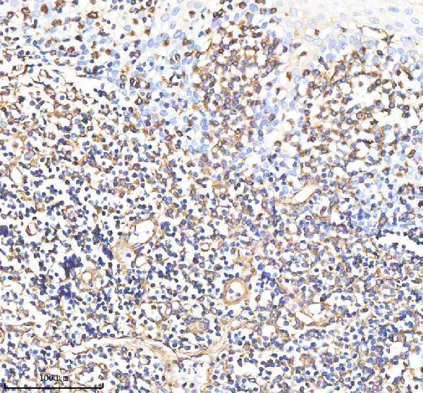 m00235 1 vimentin primary antibodies ihc testing 8