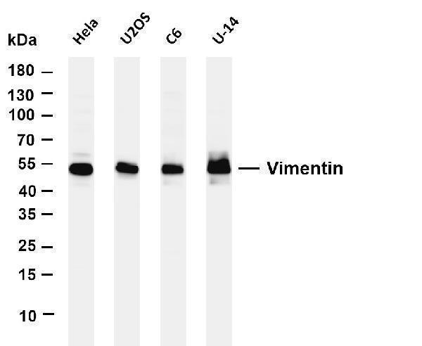 m00235 2 vim primary antibodies wb testing 1