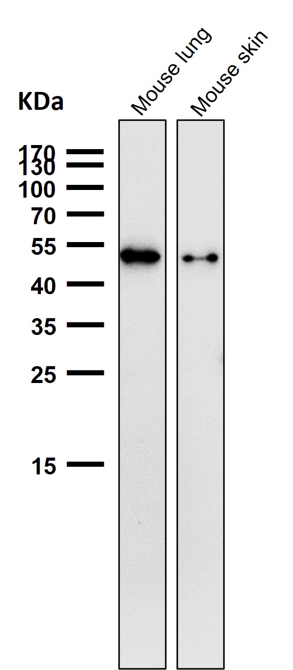 All lanes use the Antibody at 1:1K dilution for 1 hour at room temperature
