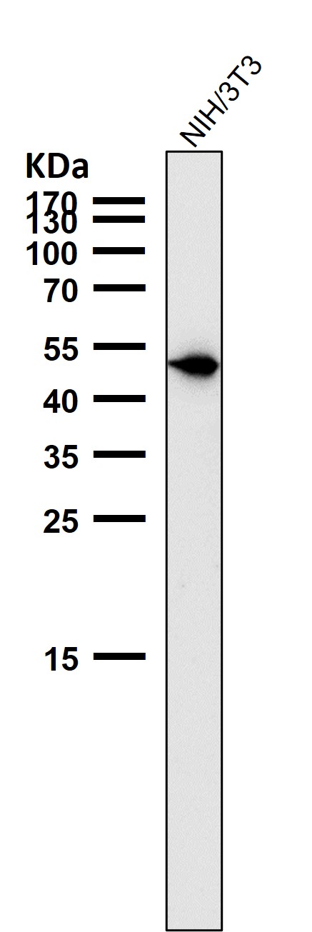 All lanes use the Antibody at 1:1K dilution for 1 hour at room temperature