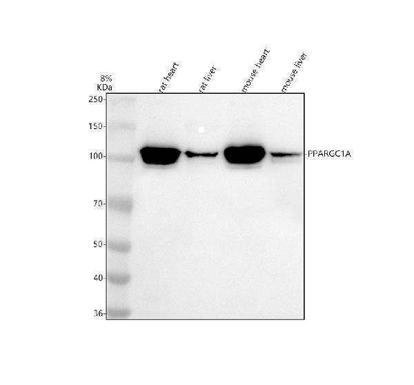 m00236 ppargc1a primary antibodies wb testing 1