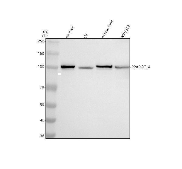 m00236 ppargc1a primary antibodies wb testing 2