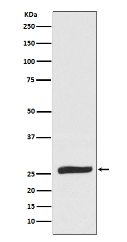 Western blot analysis of FADD expression in Raw264