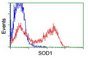 HEK293T cells transfected with either SOD1 (Myc-DDK-tagged) overexpress plasmid (Red) or empty vector control plasmid (Blue) were immunostained by anti-SOD1 antibody (M00238-1)