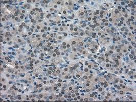 m00238 1 anti superoxide dismutase 1 sod1 mouse monoclonal antibody clone id oti8b10 ihc testing 4