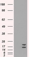 m00238 1 anti superoxide dismutase 1 sod1 mouse monoclonal antibody clone id oti8b10 wb testing 1