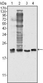 Western Blot analysis using SOD-1 Monoclonal Antibody against HeLa (1), NIH/3T3 (2), A549 (3) and A431 (4) cell lysate
