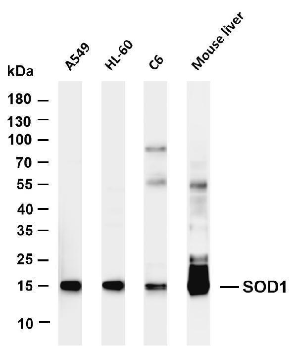 m00238 3 sod1 primary antibodies wb testing 1