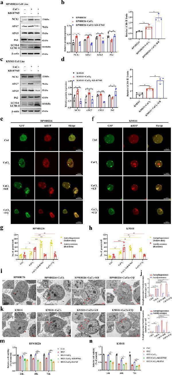 m00240 12964_2024_1628_fig4_html