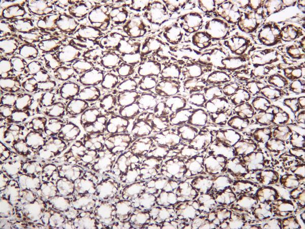 m00241 3 h2afx primary antibodies ihc testing 1