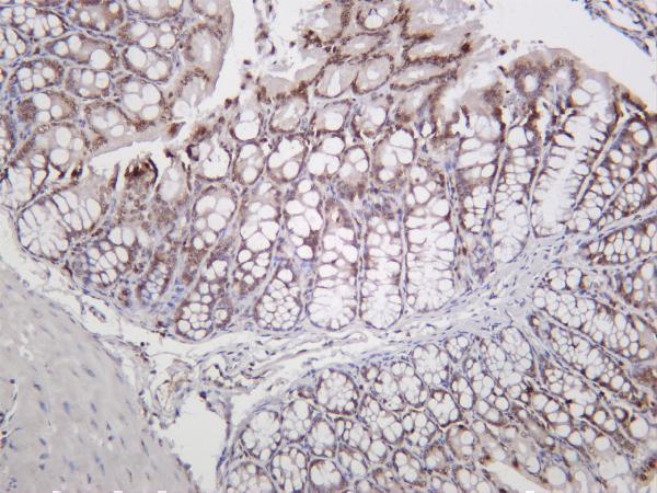 m00241 3 h2afx primary antibodies ihc testing 2