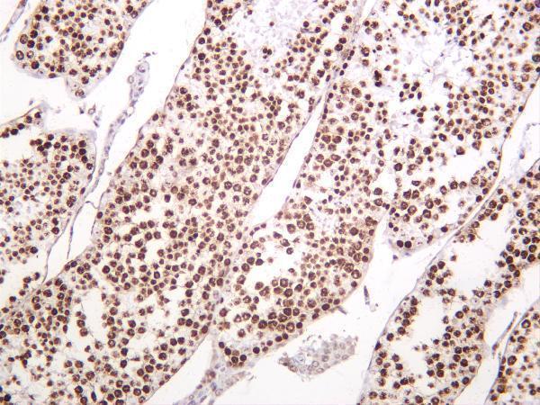 m00241 3 h2afx primary antibodies ihc testing 3