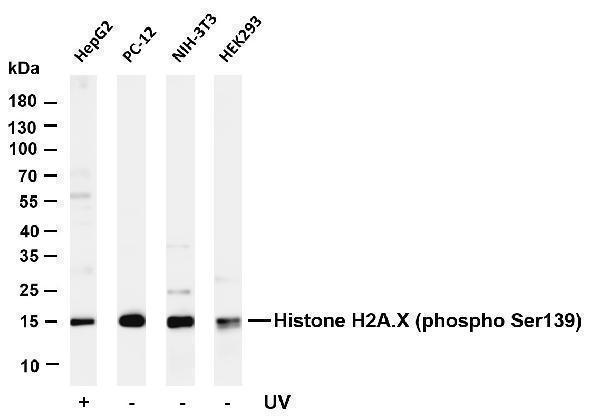 m00241 3 h2afx primary antibodies wb testing 1