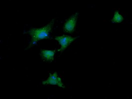 m00244 1 anti ddx58 mouse monoclonal antibody clone id oti6c1 if testing 9