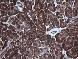 m00244 1 anti ddx58 mouse monoclonal antibody clone id oti6c1 ihc testing 5
