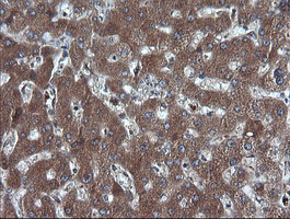 m00244 1 anti ddx58 mouse monoclonal antibody clone id oti6c1 ihc testing 8