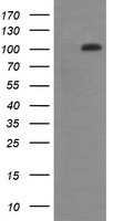 m00244 1 anti ddx58 mouse monoclonal antibody clone id oti6c1 wb testing 1