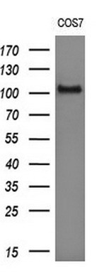 m00244 1 anti ddx58 mouse monoclonal antibody clone id oti6c1 wb testing 2